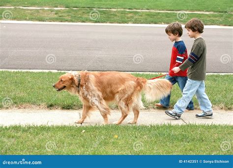 Boys Walking the dog stock image. Image of companionship - 4142351