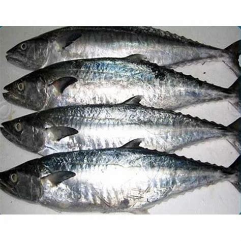 Seer Fish - Wholesale Price & Mandi Rate for Surmai Fish in India