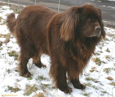 Fantastica Animal: Newfoundland Dog