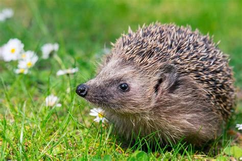 A hedgehog's heart beats 300 times a minute on average! | Animal facts ...