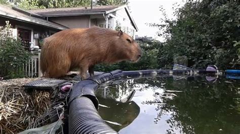 You probably won't see this cute capybara diver at the next Olympics ...