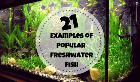 21 Examples Of Popular Freshwater Fish (With Images) – Fishkeeping Forever