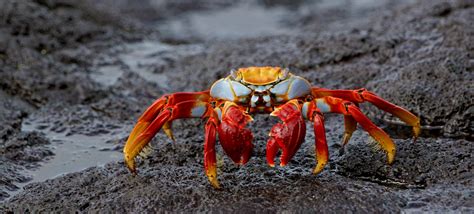 47 Interesting Crab Facts (2024) | FactRetriever.com