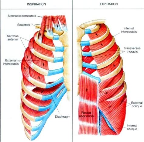 How to stretch my intercostal muscles - Quora