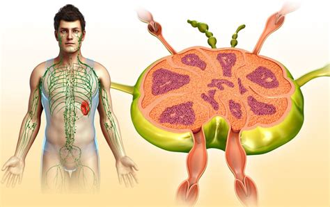 What are nodes biology? – ouestny.com