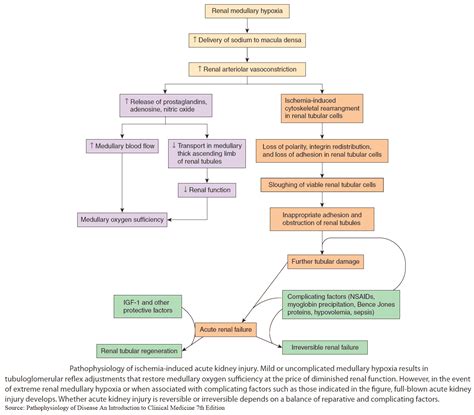 Understanding Acute Kidney Failure: Causes, Symptoms, and Treatments ...