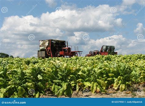 Harvesting Tobacco stock photo. Image of harvesters, blue - 6237950