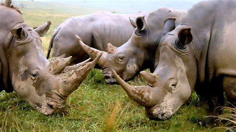 Why Is The Javan Rhinoceros Endangered - Danger Choices