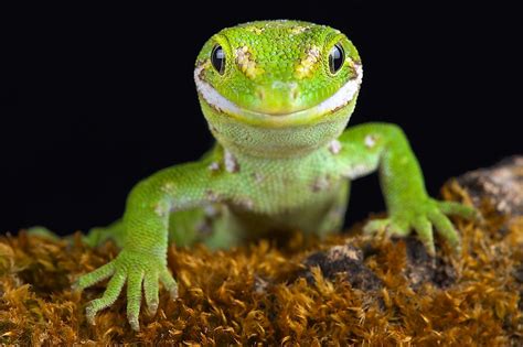 10 Rarest Lizard Species In The World - WorldAtlas.com