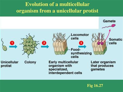 PPT - Evolution of multicellular plants PowerPoint Presentation - ID ...