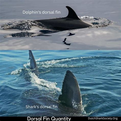 How To Tell The Difference Between A Shark And A Dolphin? - Dutch Shark ...