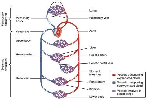 Structure and Function of Blood Vessels | Anatomy and Physiology II