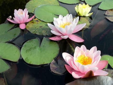 7 Best Plants for Koi Ponds - Garden Lovers Club