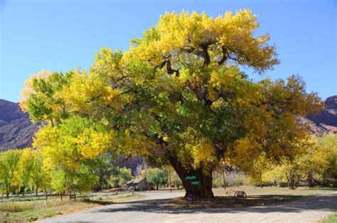 Are Cottonwood Trees Dangerous? | Ross Tree Company | Denver