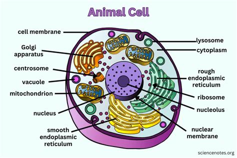 Animal Cell - Diagram, Organelles, and Characteristics