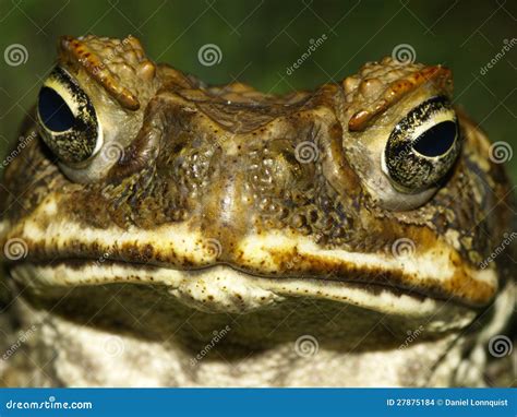 Cane Toad Face stock photo. Image of wart, guam, nostril - 27875184