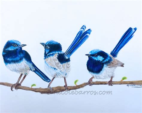 Blue Wren PRINT Coloured Pencil Art Birds Wildlife - Etsy Australia ...