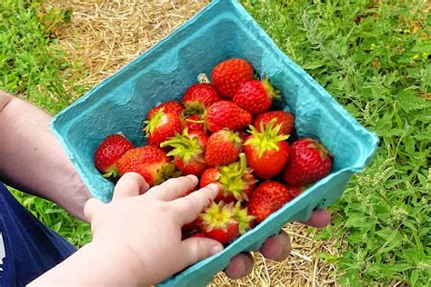 Strawberry picking season - The Concord Insider