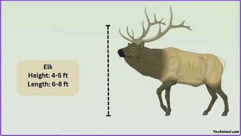 Elk Size: How Big Are They Compared To Others?