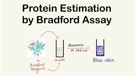 Bradford Assay | Protein Concentration Estimation | Chemistry ...