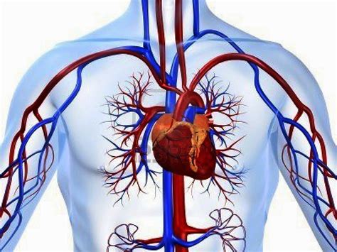 Discovering Something New -- ongoing learning: Cardiovascular System ...