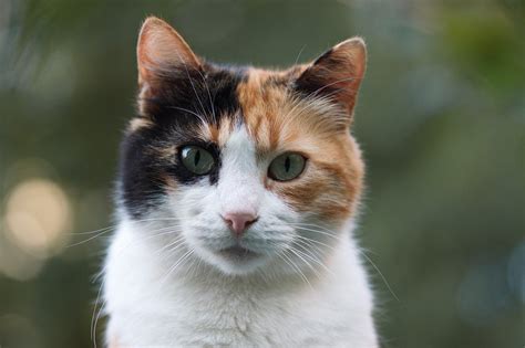 Lucy the calico manx cat - Val Heart