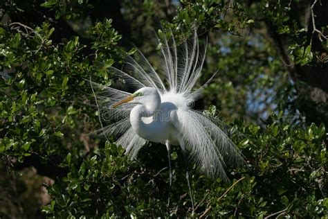 Great Egret in Full Breeding Display and Plumage. Stock Image - Image ...