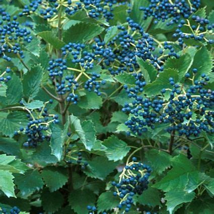 blue-muffin_-viburnum – Bloch's Farm