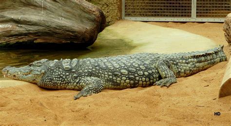 Krokodil im Kölner Zoo - Tier-fotos.eu