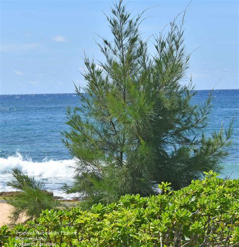 Casuarina equisetifolia, or Australian pine tree, is a she-oak species ...