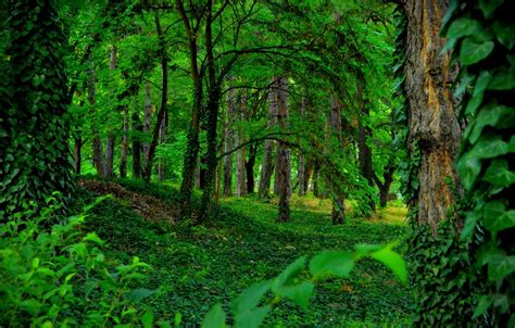 Green Trees Wallpaper