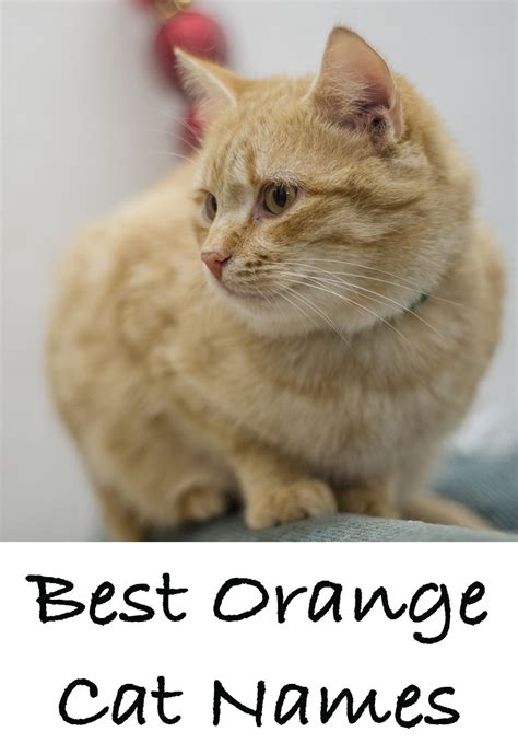 Orange Cat Names - 169 Amazing Names For Ginger Kittens