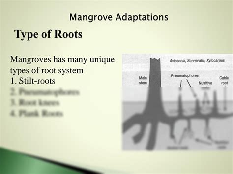 SOLUTION: Mangrove adaptation and reproduction - Studypool