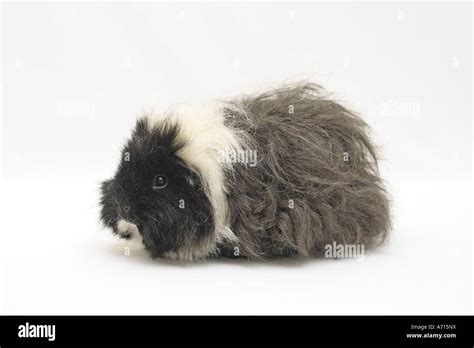 Alpaca guinea pig - cut out Stock Photo - Alamy