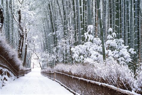 Sagano Bamboo Forest, Japan - Sharing to know