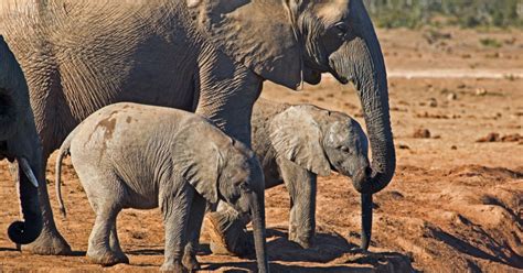 Rare Elephant Twins Born in Sri Lanka - Goodnet