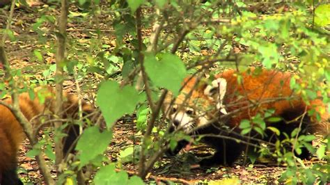 Red Panda Cub Playing - Cincinnati Zoo - YouTube