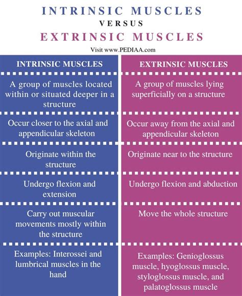 What is the Difference Between Intrinsic and Extrinsic Muscles - Pediaa.Com