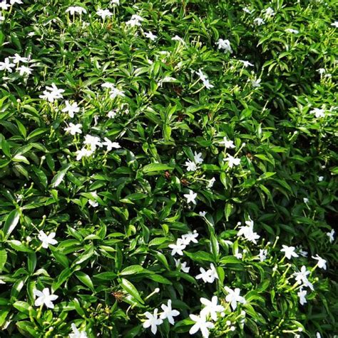 Asiatic Jasmine Plant Species - The Good Earth Garden Center