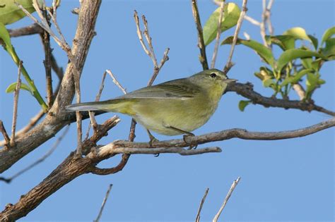 Orange-crowned Warbler "Vermivora celata" | Boreal Songbird Initiative