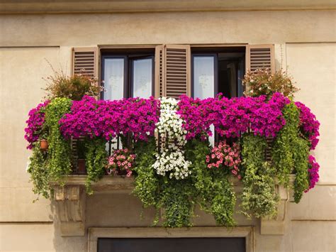 What Are The Best Plants For A Balcony: Growing Flowers On A Balcony