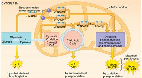 Cellular Respiration Diagram | Quizlet