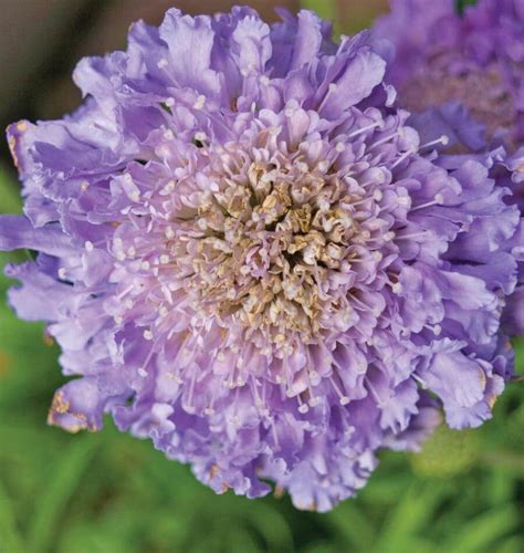 How to Grow Scabiosa | Pincushion Flower – West Coast Seeds