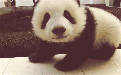 Panda GIF - Find & Share on GIPHY