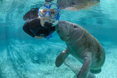 Swim with Manatees in Crystal River & Homosassa, FL