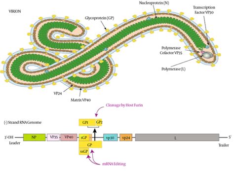 Nature and History of Ebola Virus: An Overview | Archives of ...