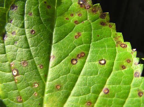 Leaf spots may mean a fungal disease | Gardening in the Panhandle