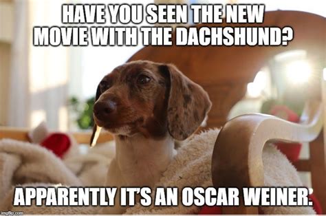 Dachshund meme | Dachshund memes, Dachshund, Dog memes