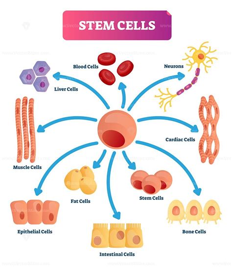 Stem cells vector illustration - VectorMine