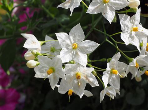 Pruning and Training Star Jasmine | Pat Welsh Organic and Southern ...